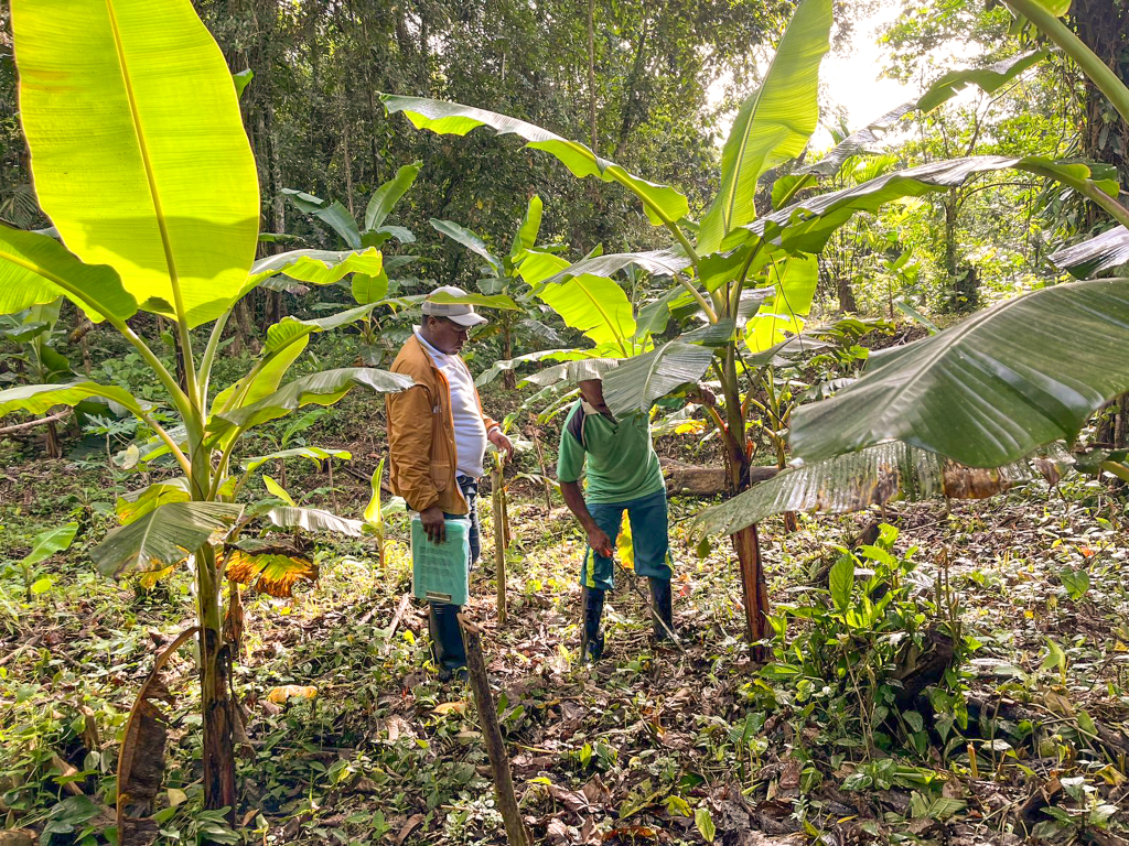 dos-personas-paradas-en-un-bosque-de-rboles-de-platano
