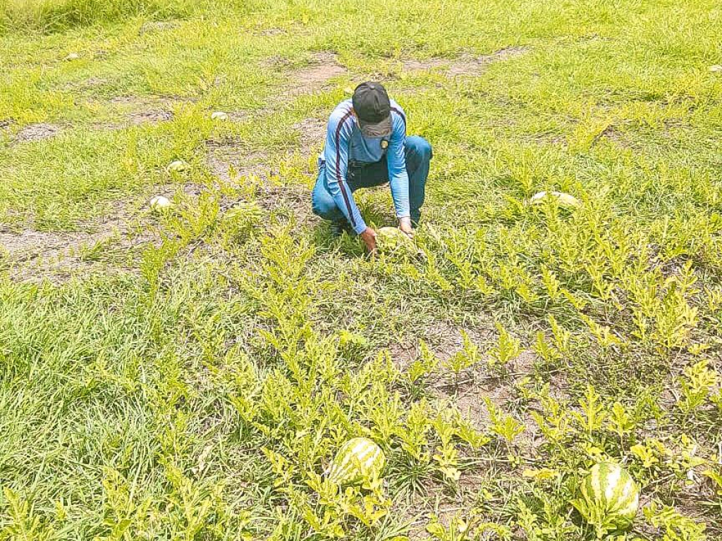 un-hombre-esta-recogiendo-sandias-en-un-campo