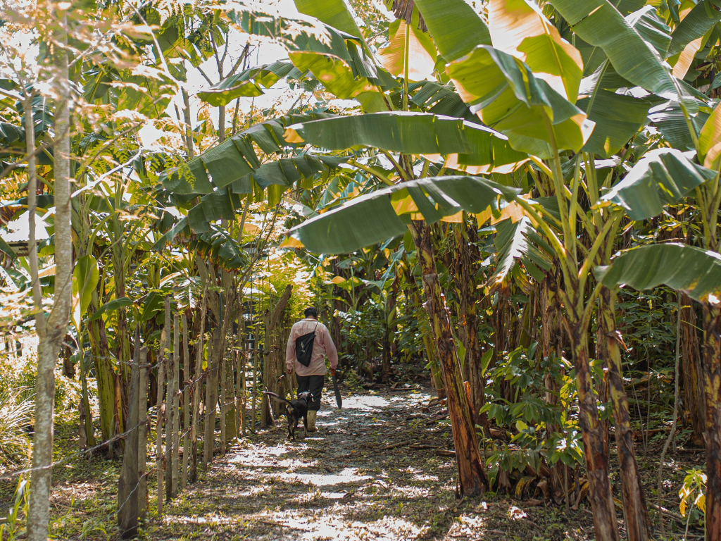 una-persona-caminando-por-un-camino-rodeado-de-platanos