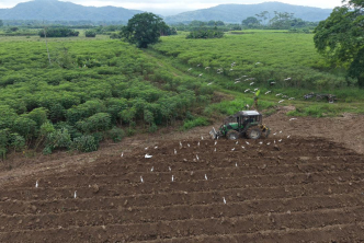 Campesinos del Catatumbo le apuestan a una Colombia libre de coca sembrando yuca, miel y otros alimentos para fortalecer la soberanía alimentaria