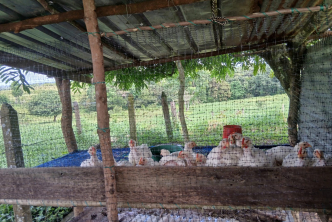 Mujeres campesinas de Puerto Lleras fortalecen sus proyectos productivos con 118 hectáreas 