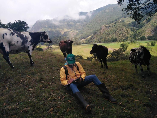 Campesino aparece sentado sobre el pasto de una montaña, en la parte de atrás de él están cuatro vacas y de fondo las montañas.