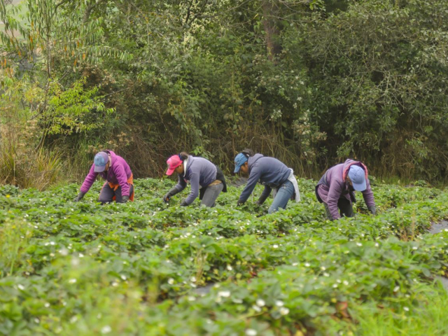 Aparecen cuarto mujeres agachadas trabajando la tierra y sus cultivos. De fondo se ve vegetación verde.
