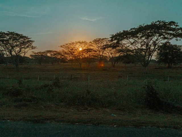 Fotografía de un terreno con árboles y un atardecer detrás.