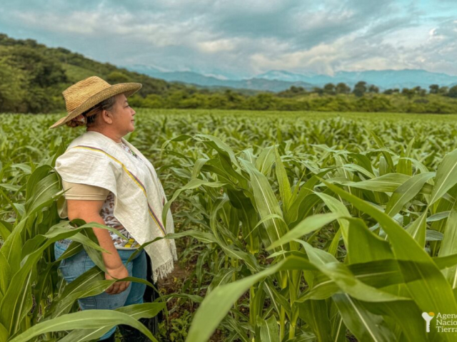 Campesina en cultivo de maíz