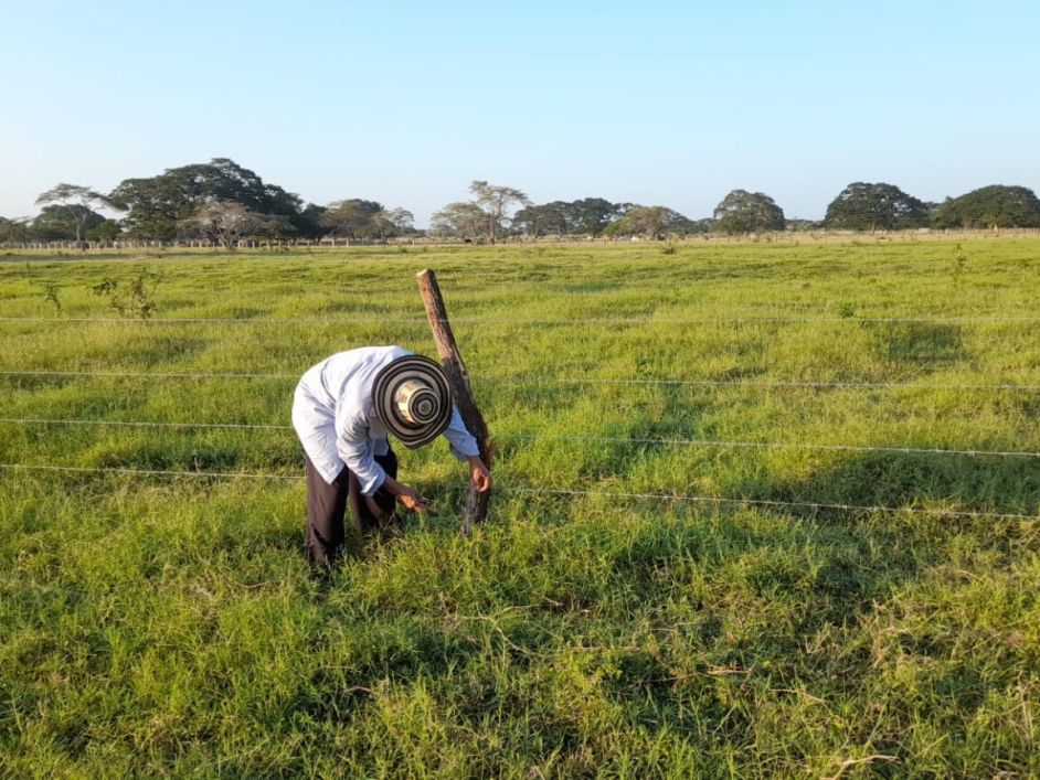 Manuel Cantillo, padre y maestro de Jonh Jairo . Predio Remolino Magdalena