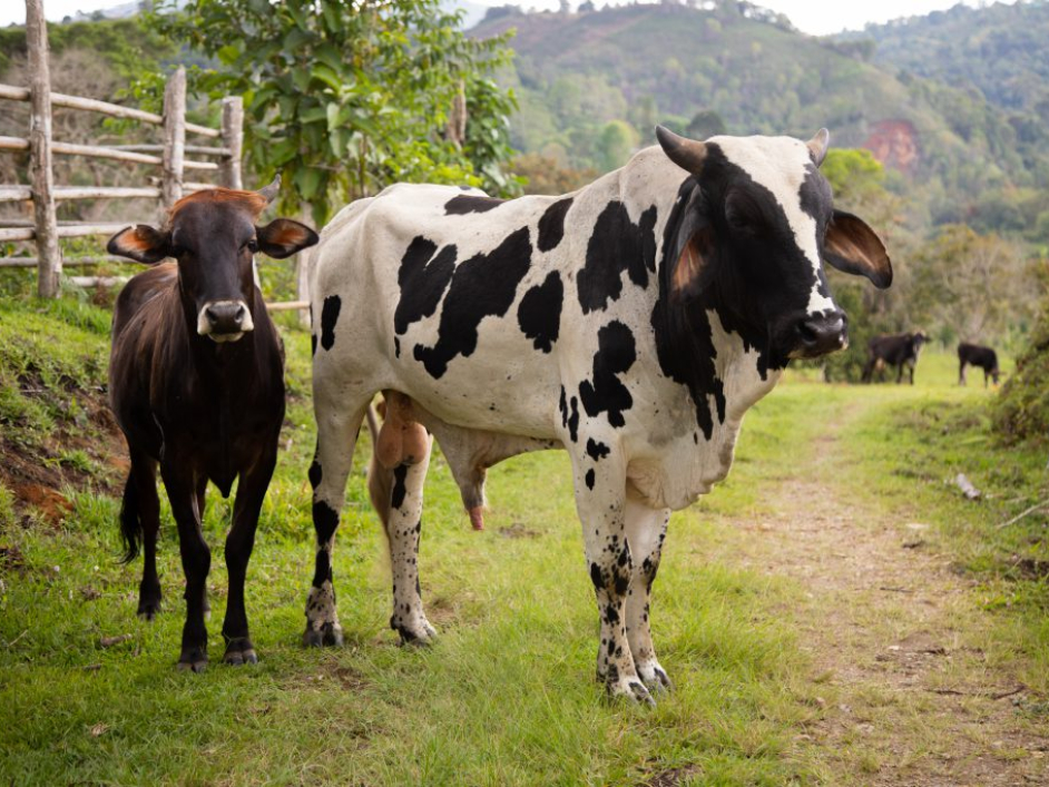 Una vaca y un ternero.