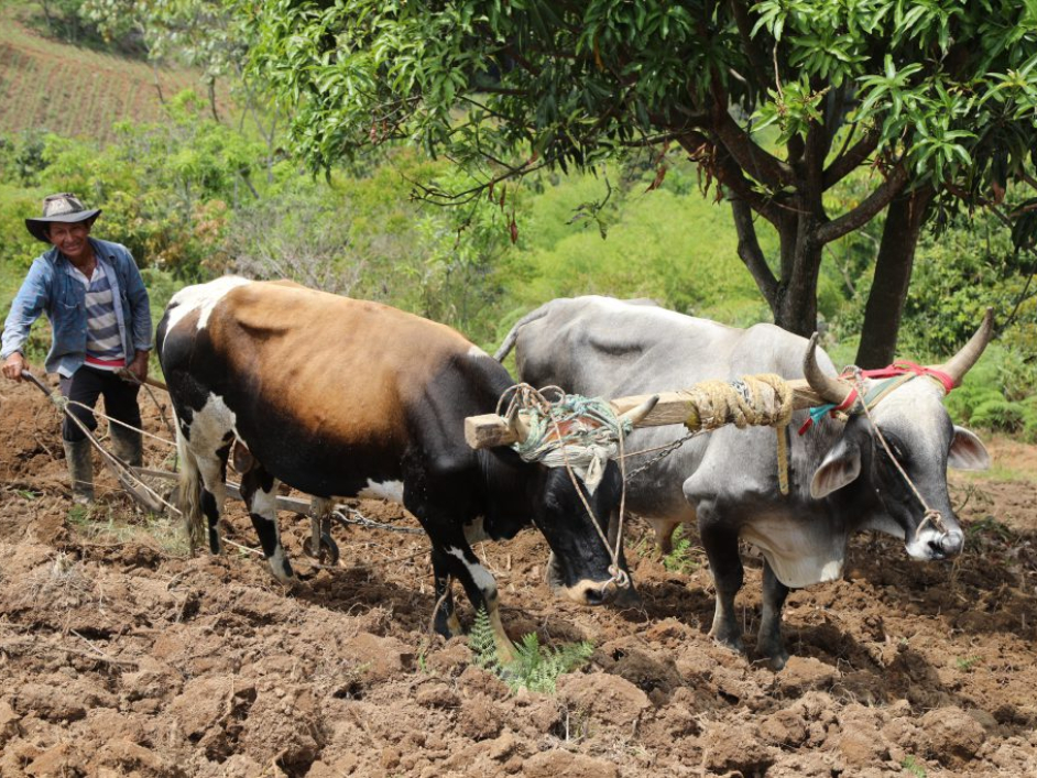 Campesino realizando sus labores de campo junto a su ganado.