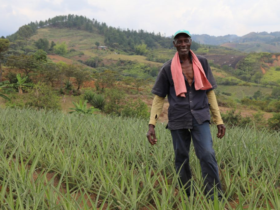 Campesino en un terreno de cosecha.