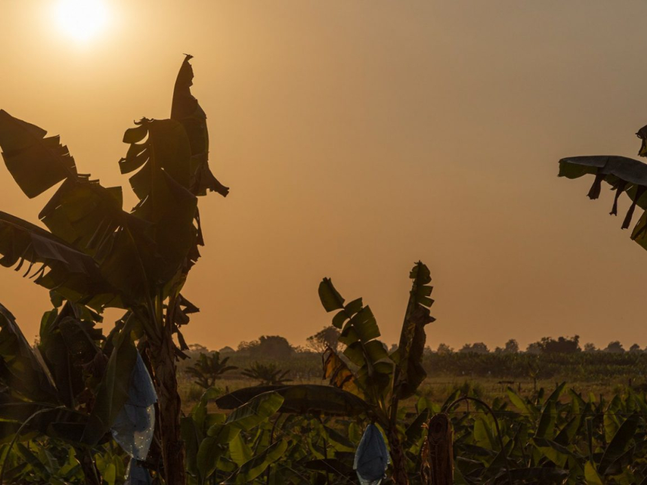Terreno de siembra con un atardecer de fondo.