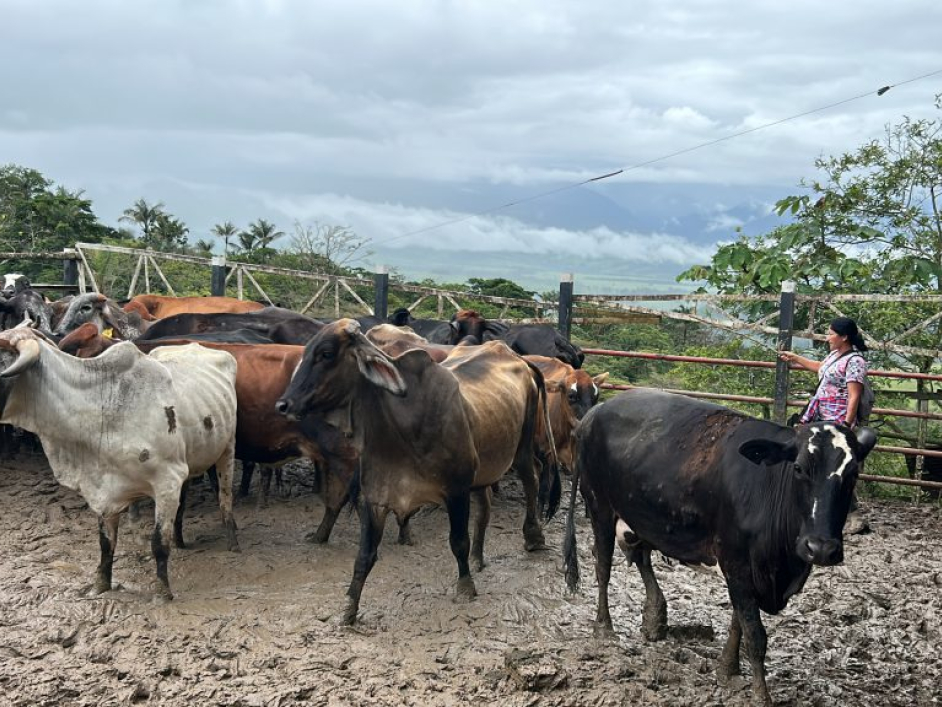 Mujer en un corral junto al ganado.