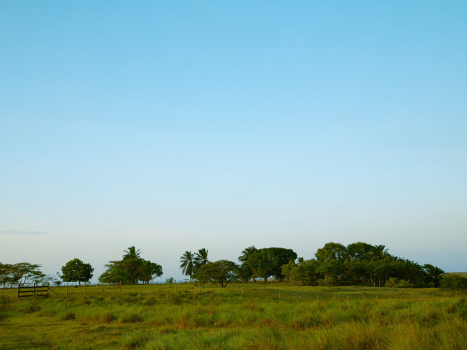 Árboles de los cachorros en los morichales