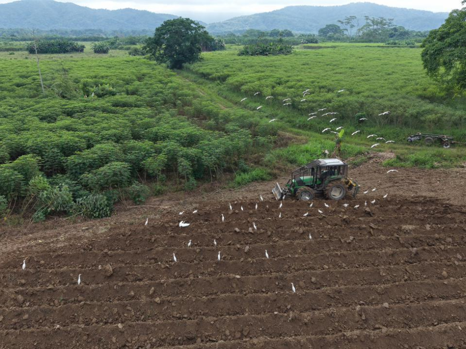 Campesinos del Catatumbo le apuestan a una Colombia libre de coca sembrando yuca, miel y otros alimentos para fortalecer la soberanía alimentaria