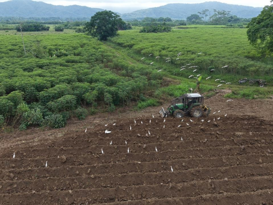 Campesinos del Catatumbo le apuestan a una Colombia libre de coca sembrando yuca, miel y otros alimentos para fortalecer la soberanía alimentaria