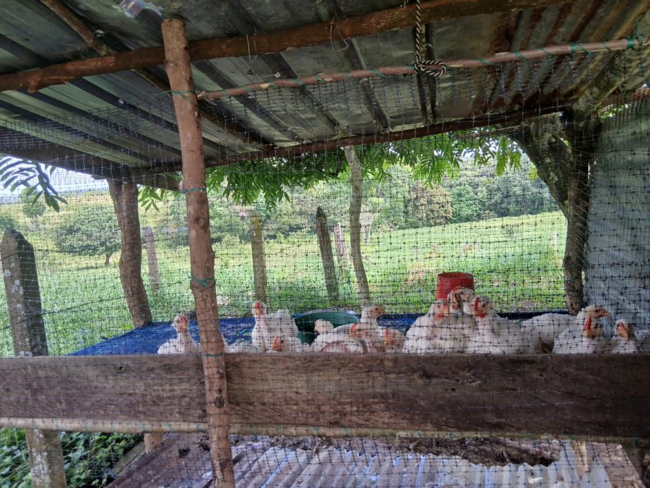Mujeres campesinas de Puerto Lleras fortalecen sus proyectos productivos con 118 hectáreas 
